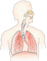 Unravelling Respiratory Illness